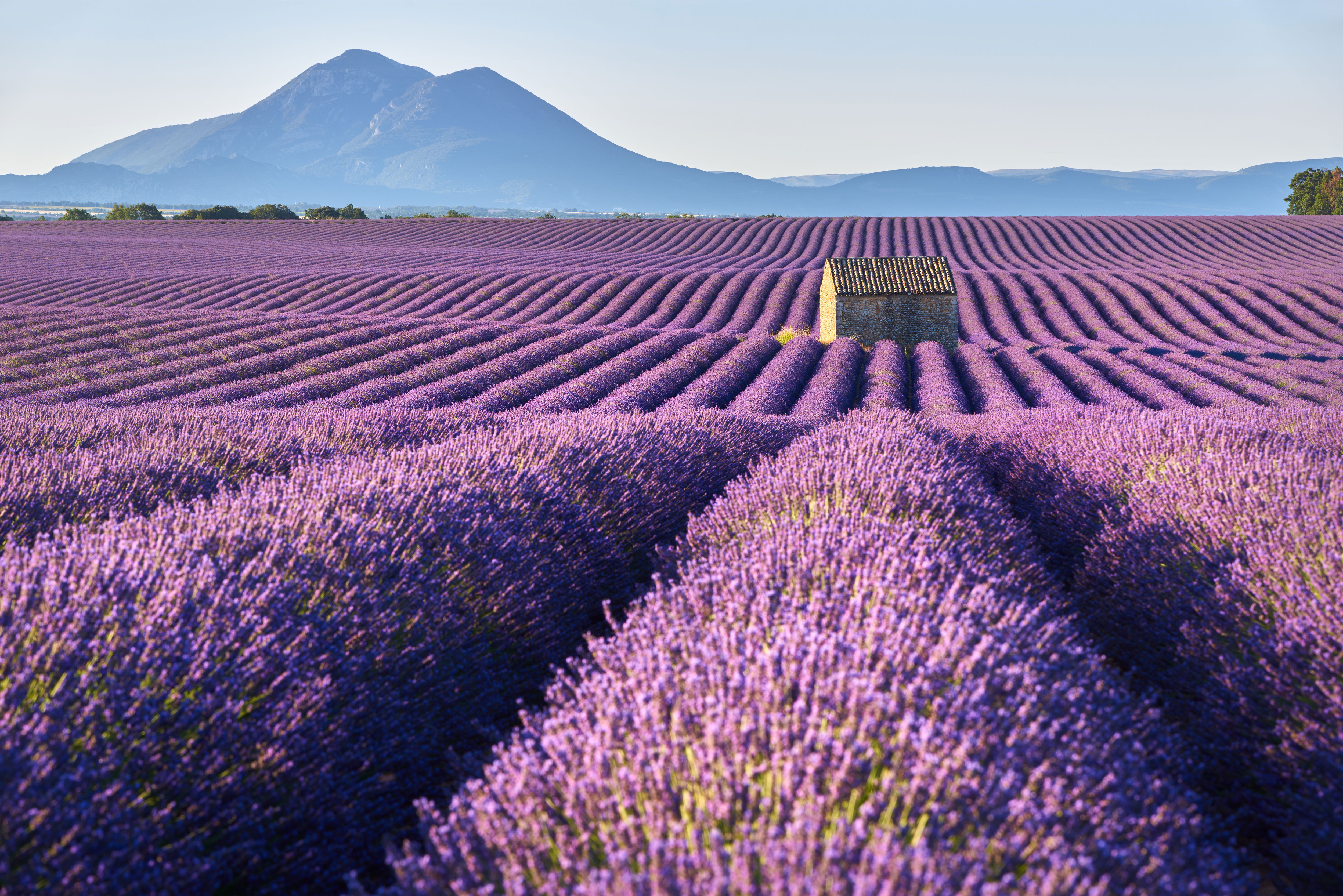 Essential oils for seasonal allergies